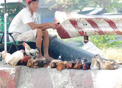 Alive poultry is sold in Truong Dai Bridge in District 12 (Photo: SGGP) Alive poultry is sold in Truong Dai Bridge in District 12 (Photo: SGGP)